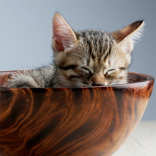 Kitten in a Bowl